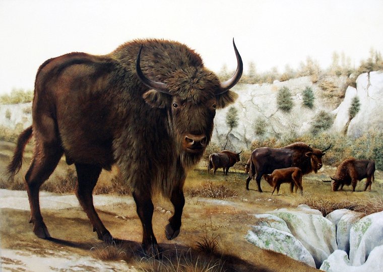 В Башкирии нашли кости степного зубра, шерстистого носорога и дикой лошади
