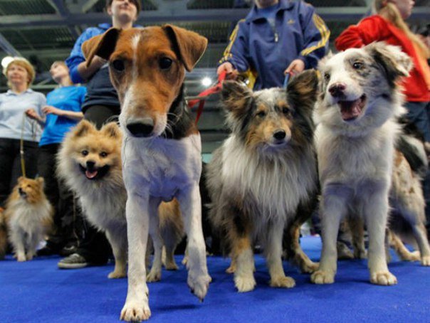 В эти выходные в Уфе пройдет бесплатная выставка собак
