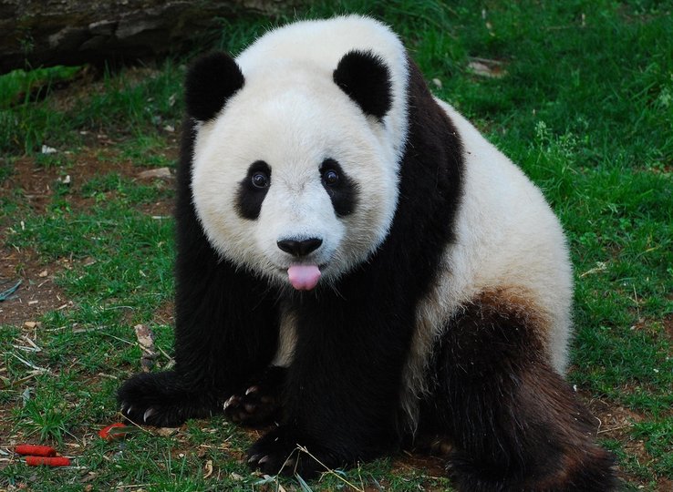 Ученые предрекли пандам массовое вымирание