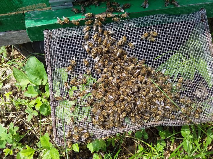 В одной из деревень Башкирии продолжают массово гибнуть пчелы – Местные жители забили тревогу 
