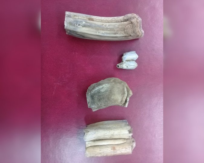 В нацпарке «Башкирия» нашли кости диких животных, пролежавших там 16 тысяч лет