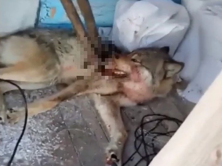Жителям Башкирии рассылают видео с убитым волком