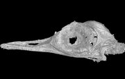 Учёные обнаружили череп динозавра размером с колибри
