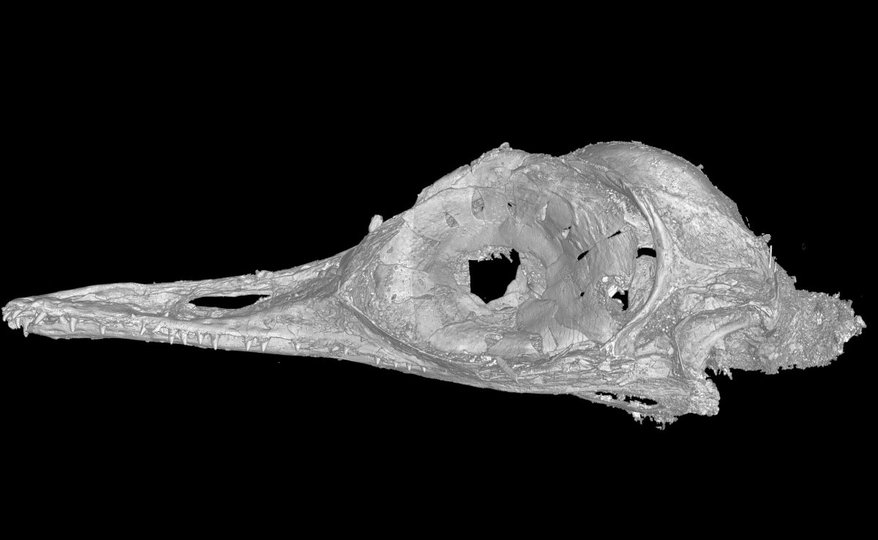 Учёные обнаружили череп динозавра размером с колибри