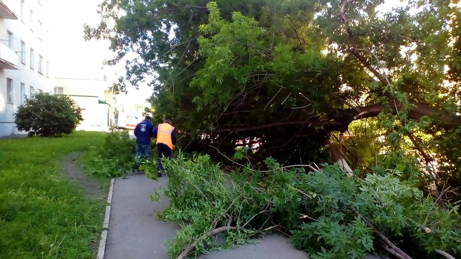 В Уфе из-за сильного ветра упали еще около 40 деревьев