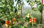 Чем могут быть опасны помидоры, рассказала российский диетолог