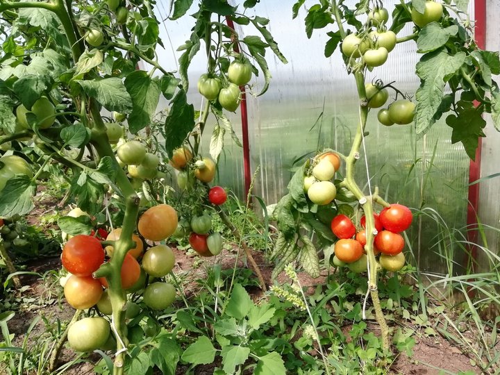 Диетологи предупреждают об опасности употребления зелёных помидоров