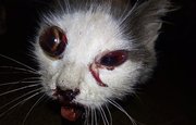 Нашли окровавленную под окнами: В Башкирии живодеры изувечили спасенную волонтерами кошку