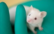 Ученые смогли обратить вспять старение у мышей