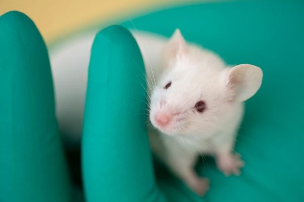 Биологи пересадили мышам человеческий мозг