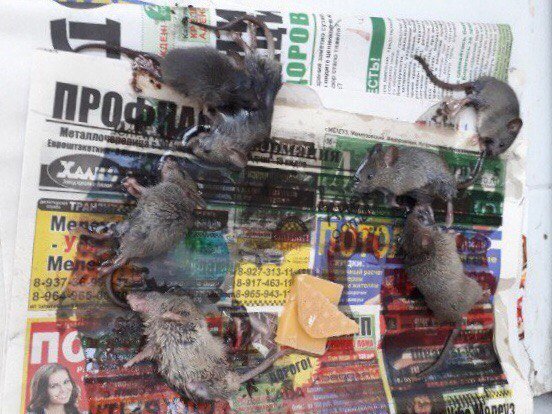 В Башкирии началось массовое нашествие мышей 