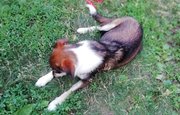 Хатико из Башкирии: Жительница Башкирии рассказала о брошенной на привязи собаке