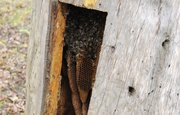 Инвестор объяснил, почему «медовый» проект в Башкирии не помешает местным пчеловодам