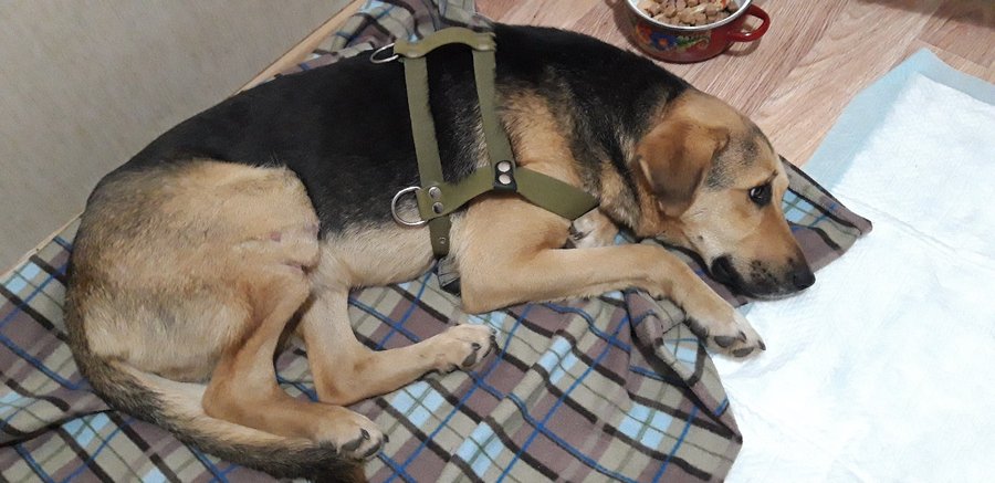 «Животное находится в критическом состоянии»: Уфимцев просят помочь потерявшейся собаке с травмированной лапой 