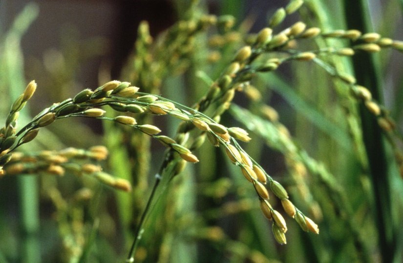 Ученые увеличили урожай риса, изменив гены роста растения 