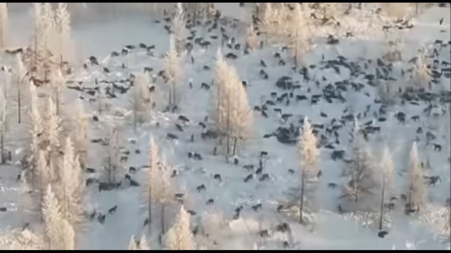 Информация о идущей из Казахстана в Башкирию стае волков оказалась фейком
