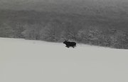 Видео: В Башкирии испуганный шумом снегохода лось пытался скрыться от людей
