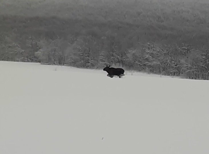 Видео: В Башкирии испуганный шумом снегохода лось пытался скрыться от людей