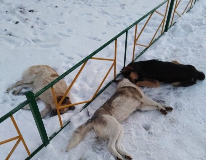 В Башкирии живых собак кинули в труповозку