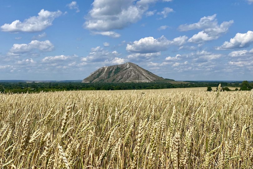 Аграрии Башкирии рассказали о вкладе в рекордный российский урожай 2022 года