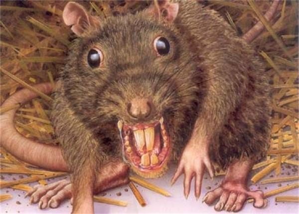 Оголодавшие за карантин крысы-каннибалы начали залезать в дома через унитазы