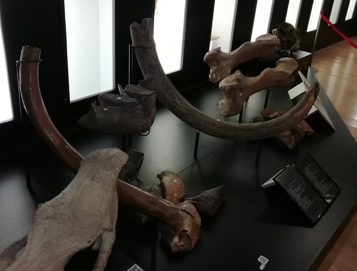 В Уфе при строительстве нового подземного перехода нашли кости мамонта