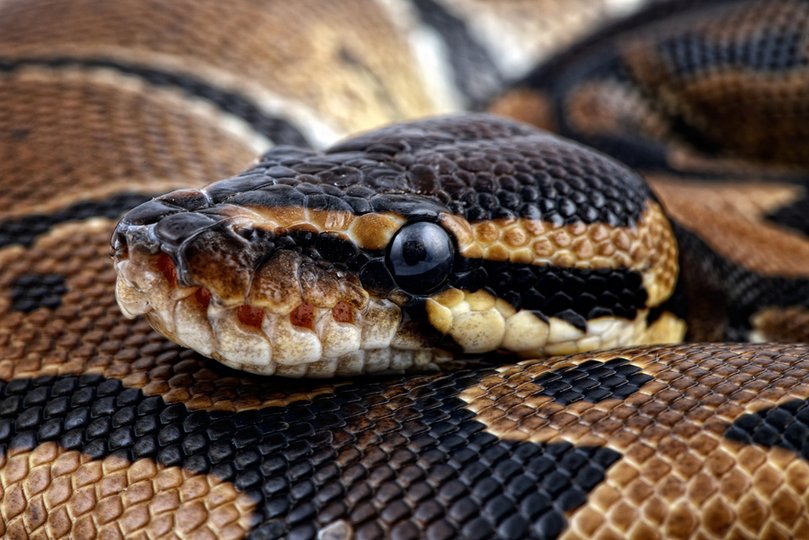 Змеи могут быть источником вспышки коронавируса
