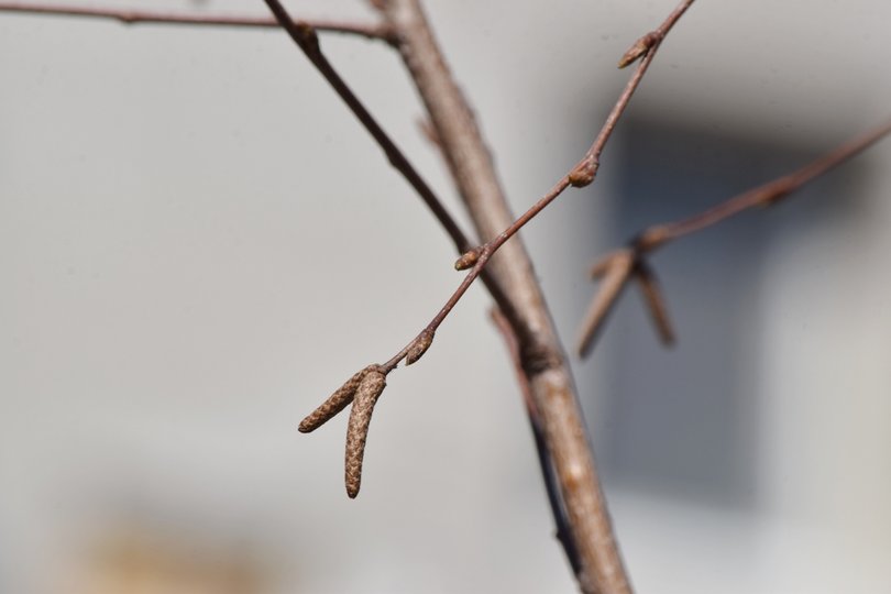 «Все стоит голое, одни ветки»: Жительница Башкирии сообщила о нашествии насекомых