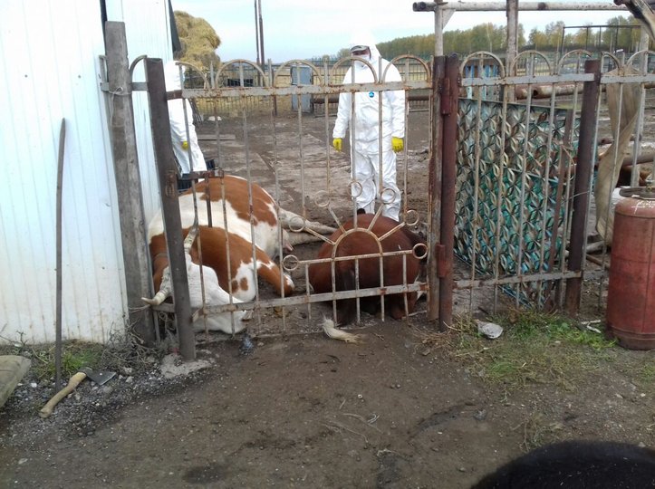 Ящур в Башкирии: в Интернете появилось видео уничтожения зараженных коров