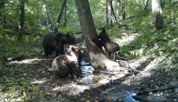 В Башкирии резвящиеся в воде медвежата попали на видео