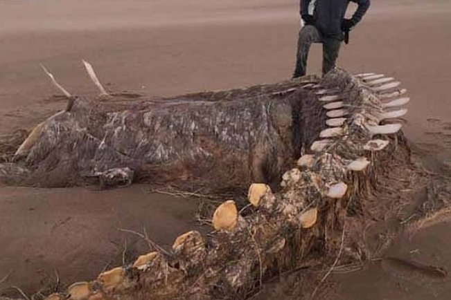 Скелет неизвестного рогатого существа выбросило на берег Шотландии