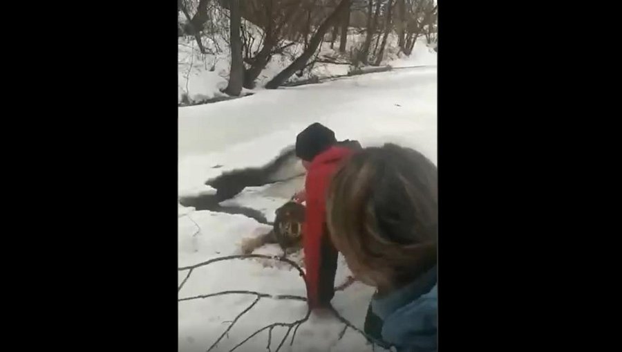 В Башкирии пес провалился под лед