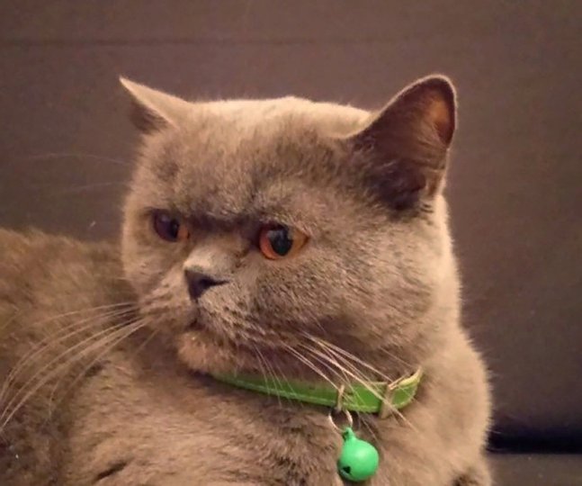 Житель Ростова-на-Дону продает лечащую от похмелья кошку за 15 миллионов рублей 