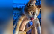 Помогите пристроить: В Уфе слепой котёнок выживает под мостом