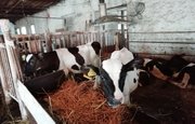 В Башкирии выявили вывоз скота из района, неблагополучного по лейкозу