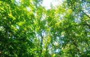 К 450-летию Уфы планируют высадить 45 тысяч деревьев