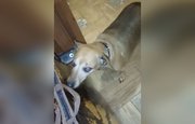 Жительница Уфы из окна выбросила собаку, с которой прожила 7 лет