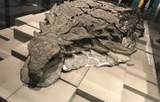 Учёные изучили содержимое желудка хорошо сохранившегося динозавра