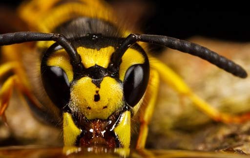 В Уфе пчёлы атаковали детскую площадку - Фото