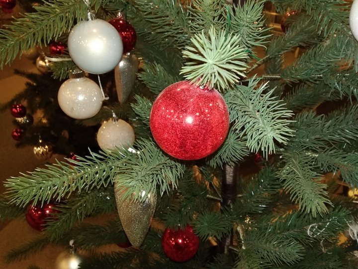 Жителям Башкирии рассказали, как правильно выбирать елку перед Новым годом