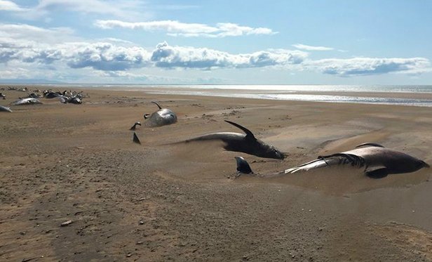 Десятки мертвых китов нашли на берегу исландского полуострова 