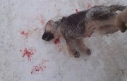 В Уфе неизвестные жестоко расправились с щенком и бросили его умирать на снегу