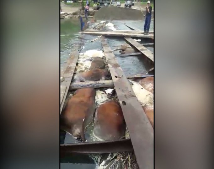 В Башкирии из-за сильных дождей в реке утонили коровы