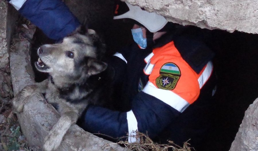 В Башкирии собака упала в колодец глубиной в метр