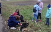 Была любимицей детворы: В Стерлитамаке нашли еще один труп собаки