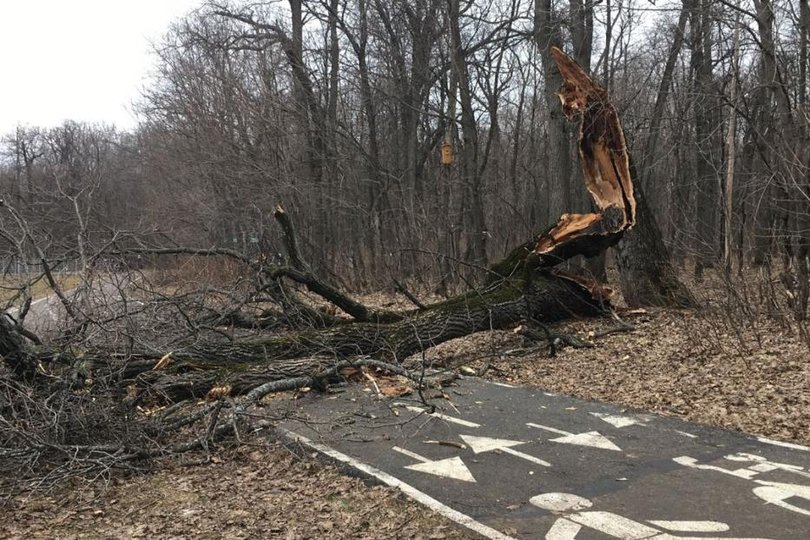 Жители Уфы выступили против массовой вырубки деревьев 
