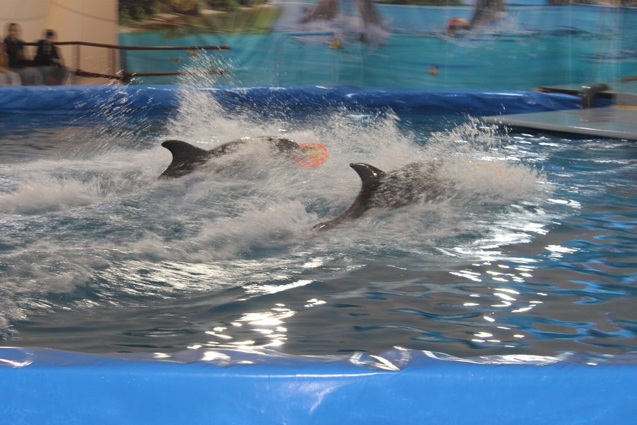 Соревнования, или Веселые старты дельфинов