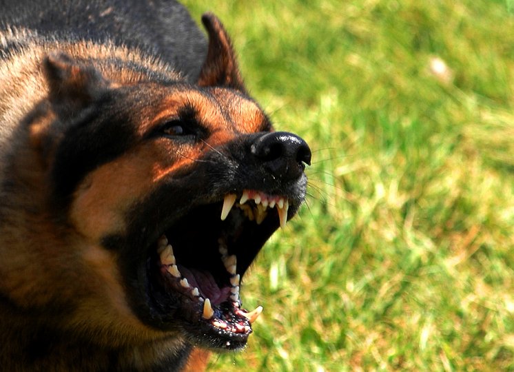 В Уфе охранное предприятие выплатит компенсацию ребенку, пострадавшему от укуса собаки