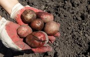 Когда выкапывать картошку в Башкирии в 2022 году – Погодные условия и даты лунного календаря