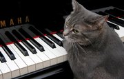 Уфимцы могут бесплатно послушать фортепианную музыку